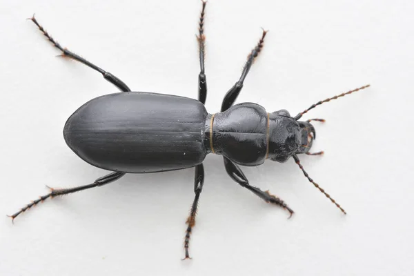 Kabuğun Üzerinde Duran Siyah Parlak Bir Böceğin Arka Plan Görüntüsü — Stok fotoğraf