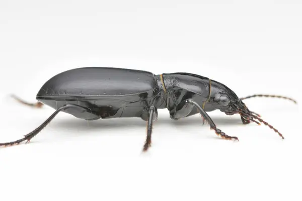 Kabuğun Üzerinde Duran Siyah Parlak Bir Böceğin Yan Görüntüsü Broscus — Stok fotoğraf