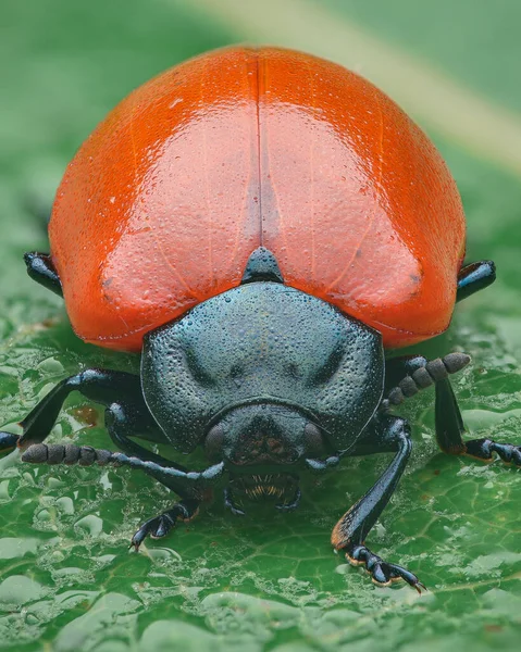 Retrato Escarabajo Hoja Chrysomla Populi Con Elytra Rojo Pronoto Azul — Foto de Stock
