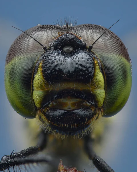 Portrait of a Dragon fly with black face and bicolor eyes of green and brown, blue background (Black Darter or Black Meadowhawk, Sympetrum danae)