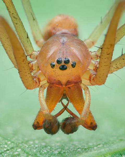 Portret Van Een Oranje Mannetje Gewone Bladwebspin Met Grote Hoektanden — Stockfoto