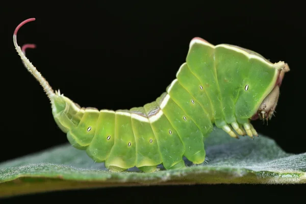Πλευρική Άποψη Ενός Πράσινου Puss Moth Κάμπια Ένα Πιρούνι Ουρά — Φωτογραφία Αρχείου
