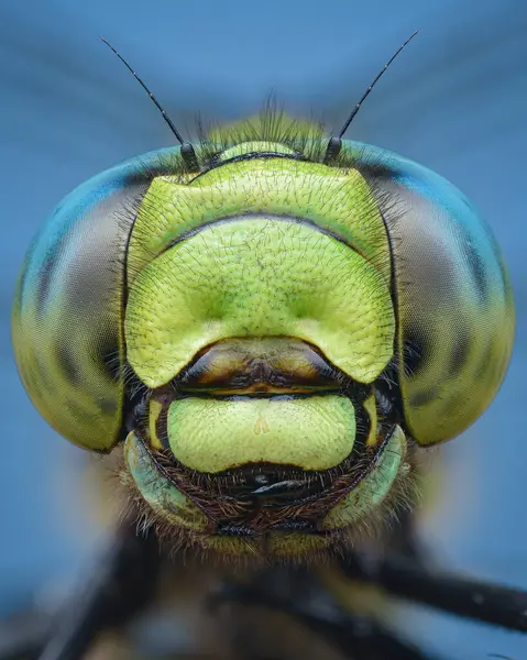 Symmetrisch Portret Van Een Groene Blauwe Libelle Blauwe Achtergrond Zuidelijke — Stockfoto