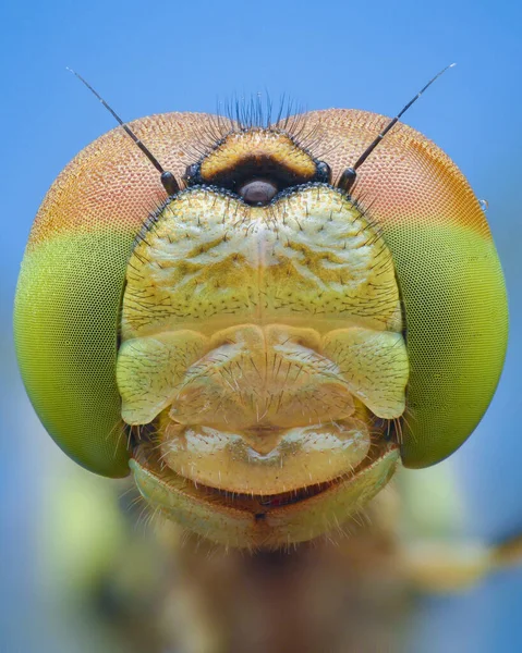 Symetryczny Portret Ważki Zielonymi Pomarańczowymi Oczami Pokrytymi Rosą Niebieskie Tło — Zdjęcie stockowe