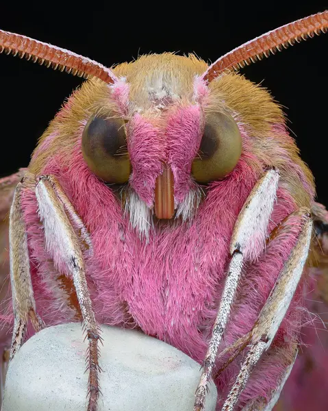 stock image Portrait of a pink and brown moth with white legs, on a white eraser-tip pencil, black background (Elephant Hawk-moth, Deilephila elpenor)