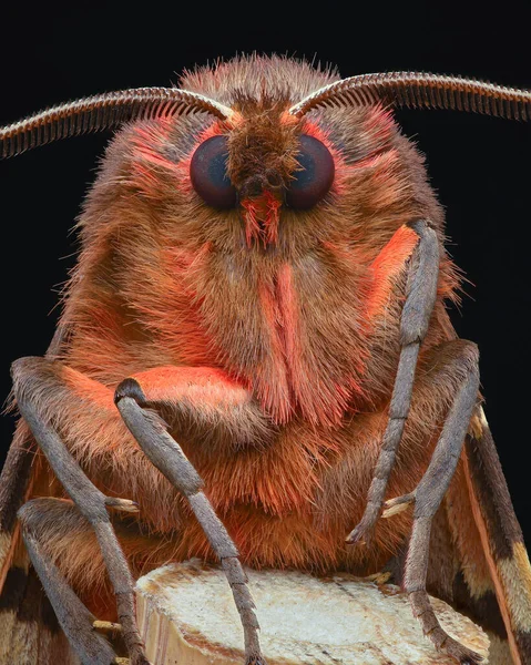 stock image Portrait of a red moth with black and brown cow pattern on front wings, black background (Garden tiger moth, Arctia caja)