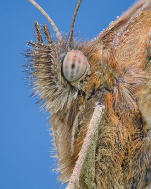(Meadow Brown, Maniola jurtina) Siyah çiyle kaplı, açık kahverengi fırça ayaklı bir kelebeğin profil görünümü)