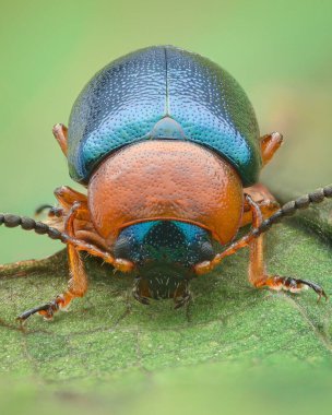 Turuncu ve bacaklı mavi bir Yaprak Böceğinin portresi, yeşil arka plan (Knotweed Leaf Beetle, Gastrophysa polygoni)