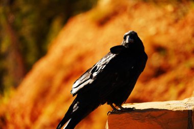 Parkta yerde karga var.