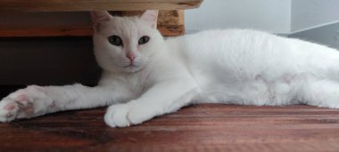 Kombain New Holland sahada 