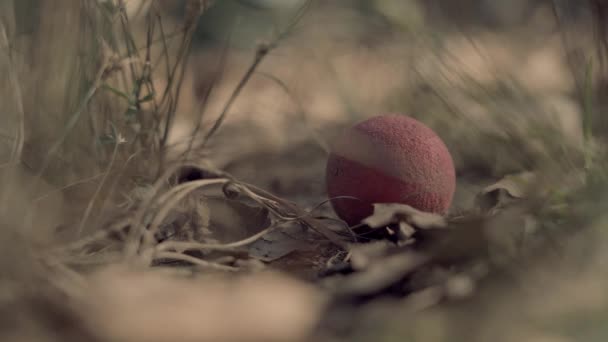 公園の地上のボールの極端なクローズアップ — ストック動画