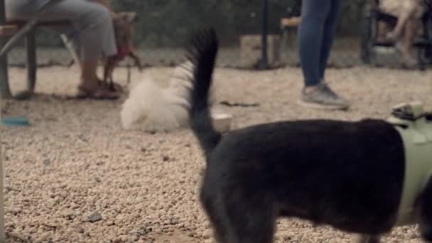 Pies Czuje Się Dobrze Dog Park Zwolniony Ruch — Wideo stockowe