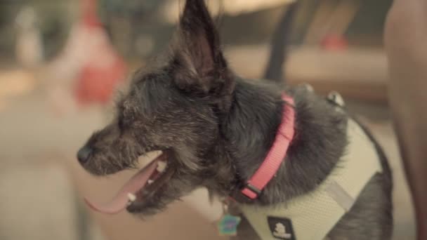 Slow Motion Carino Adorabile Cucciolo Cane Terrier Mix Molto Felice — Video Stock