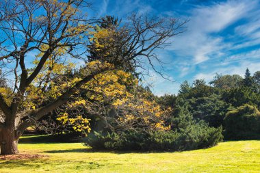 Ağaçlar, gökyüzü, bulutlar, çimenler