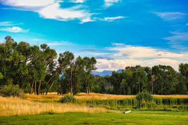 Çayır, ağaçlar, gökyüzü, bulutlar