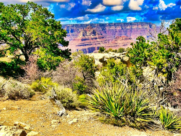 Grand Canyon Árvores Céu Pradaria — Fotografia de Stock