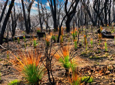 Dağlardaki Avustralya ağaç yangını