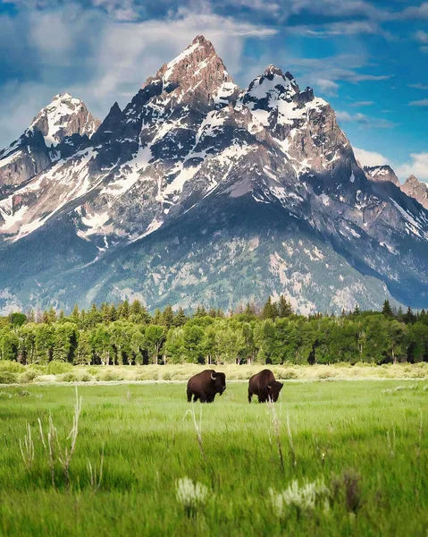 Buffels Het Wild — Stockfoto
