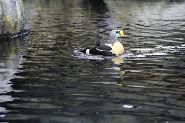 Pato Flutuando Uma Lagoa Perto Seward — Fotografia de Stock