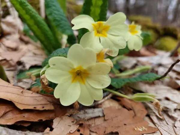 Ormanda bir çuha çiçeği, yakın plan.
