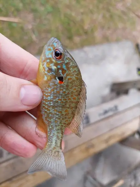 Parmaklarının arasında küçük bir balık