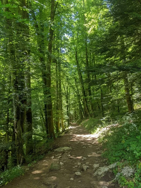 Güzel bir ormanda bir patika