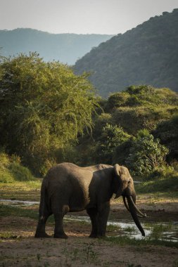 Manyara Gölü, Tanzanya 'da şaşırtıcı Safari