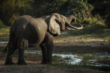 Manyara Gölü, Tanzanya 'da şaşırtıcı Safari