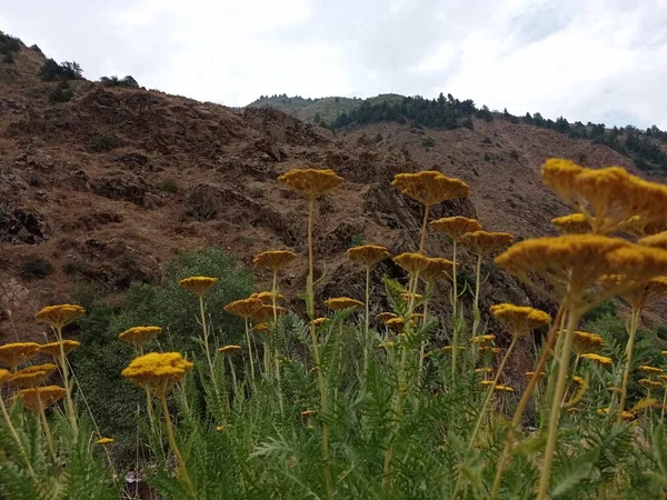 Dağların arka planında yeşil yapraklı güzel sarı çiçekler. Dağlar ve çiçekler. Dağ tepeleri, yeşil çayırlar, sarı çiçekler ve mavi gökyüzü.