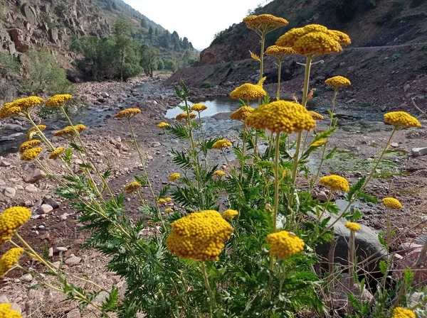 Suyun Yanında Güzel Sarı Çiçekler Dağ Manzaraları Çiçekler Dağlar — Stok fotoğraf