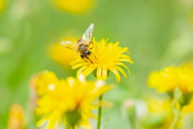 Sarı çiçek güzel Bee