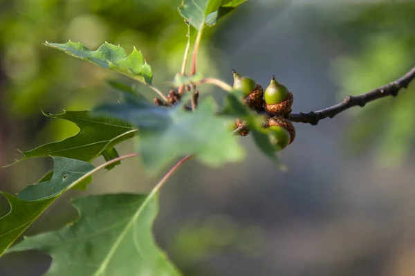 Ağaçta güzel meşe palamutları, yakın plan.