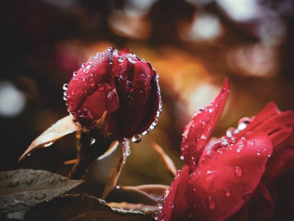 Su damlalı kırmızı gül