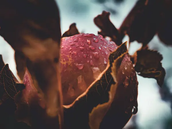 Sonbaharda yağmur damlalarında kırmızı elma