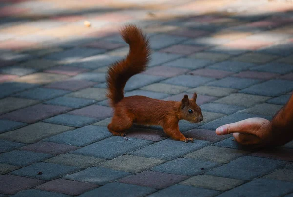 Hungry Squirrel Eats Hand — Stock Photo, Image