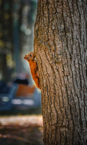 Schöne Eichhörnchen Auf Dem Baum — Stockfoto