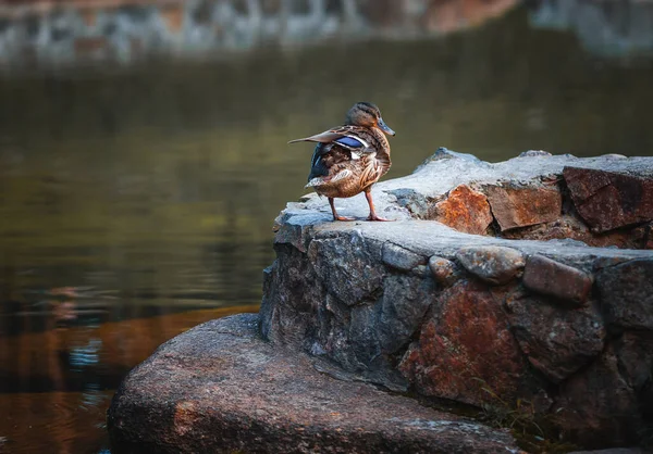 bir taş üzerinde ördek