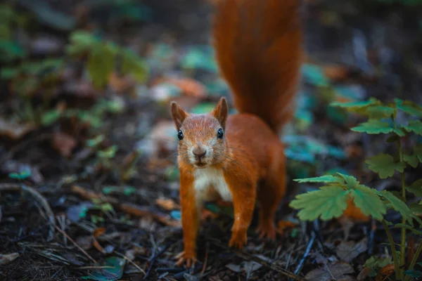 Red Squirrel Forest — Stock Photo, Image