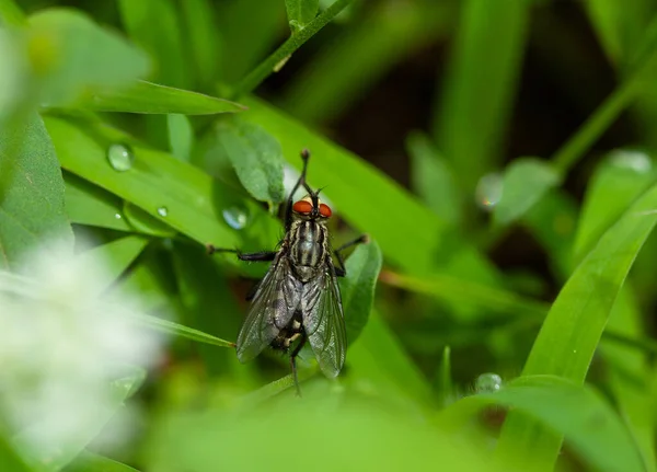 Çimlerin üzerinde bir sinek