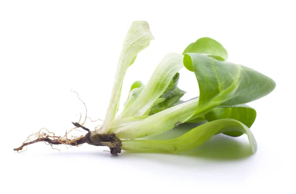 İzole üzerinde beyaz arka plan bebek ıspanak yaprakları