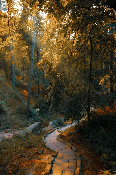Sonbahar ormanlarında sabah, sonbahar ormanlarında güneş ışınları