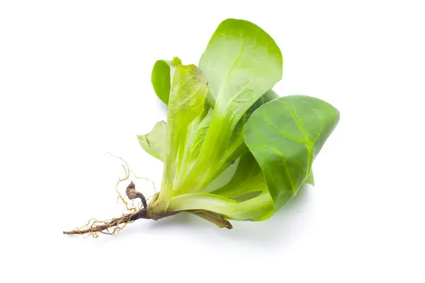 İzole üzerinde beyaz arka plan bebek ıspanak yaprakları