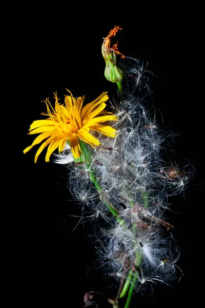 Siyah arka planda karahindiba çiçekleri