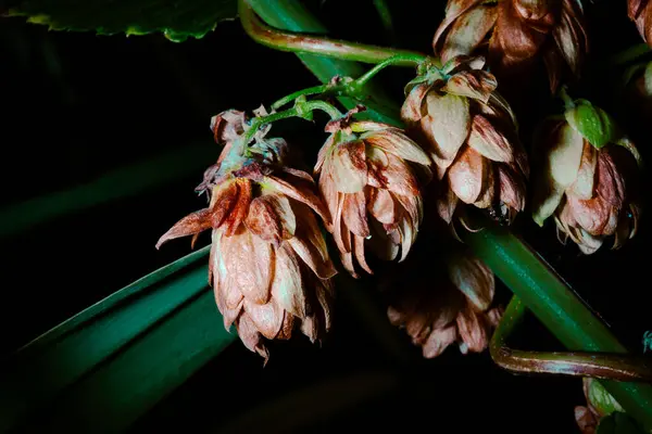 Çiçekleri ve yaprakları kapatın. Sonbaharda zıplar
