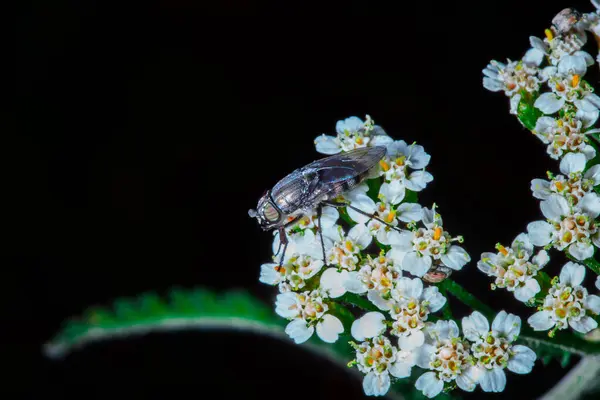 Bir çiçeğin üzerindeki sineğe yaklaş
