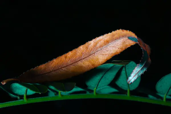 Koyu yeşil bir arka planda bir yaprağın makro fotoğrafçılığı