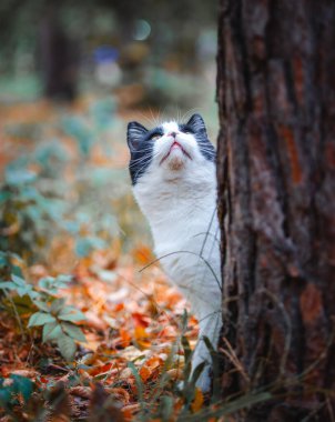 Güzel siyah beyaz kedi sonbahar ormanında