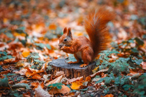 Parktaki kırmızı sincap.