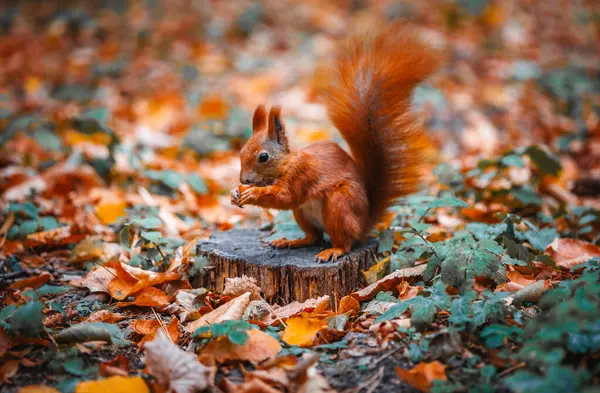 Sonbahar yapraklarının üzerinde oturan ve fındık yiyen bir sincap.
