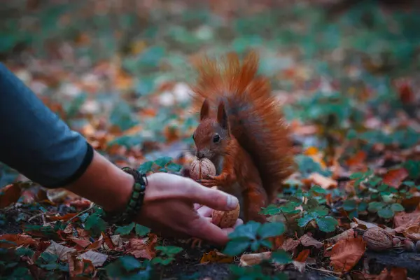 Ormanda sincabı besleyen bir adamın yakın çekimi. Sincap ellerinden yer.